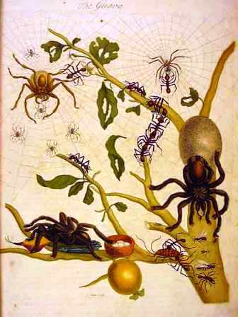 Guava with Arthropods