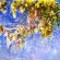 “Wisteria” (Glycines) by Claude Monet, ca. 1919-20, oil on canvas, 59 x 78 7/8 in., R. T. Miller, Jr. Fund, 1960 AMAM  1960.5