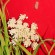 "Queen Anne's Lace" photo by Alice Schneider