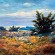 “Joe Pie Weed” (Delano Park), 1908, oil on canvas, 14 1/16 x 18 1/16 inches, John Calvin Stevens, (US 1855-1940)