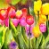 “Deb's Tulips”, watercolor by Janet Ravas, of Scotia, New York. Ravas is a member of the Wassenberg Art Center in Van Wert.