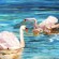 "Swan"