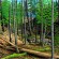“Black Brook Outlet” by Robert Shillady