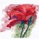 "Renaissance of the Rose"