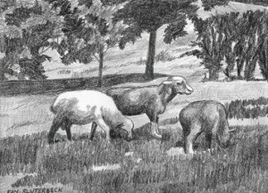 “Sheep on the Commons” by Kay Sluterbeck, china marker on grey paper.  Pictures in black, white, and shades of grey give an accurate representation of the effects of light.  Although we know the sheep are white, the sunlight and shadows affect their appearance dramatically.