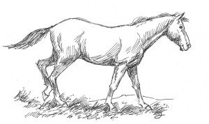 The horse is one of the most challenging subjects for an artist.