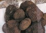 Blacksummertruffle